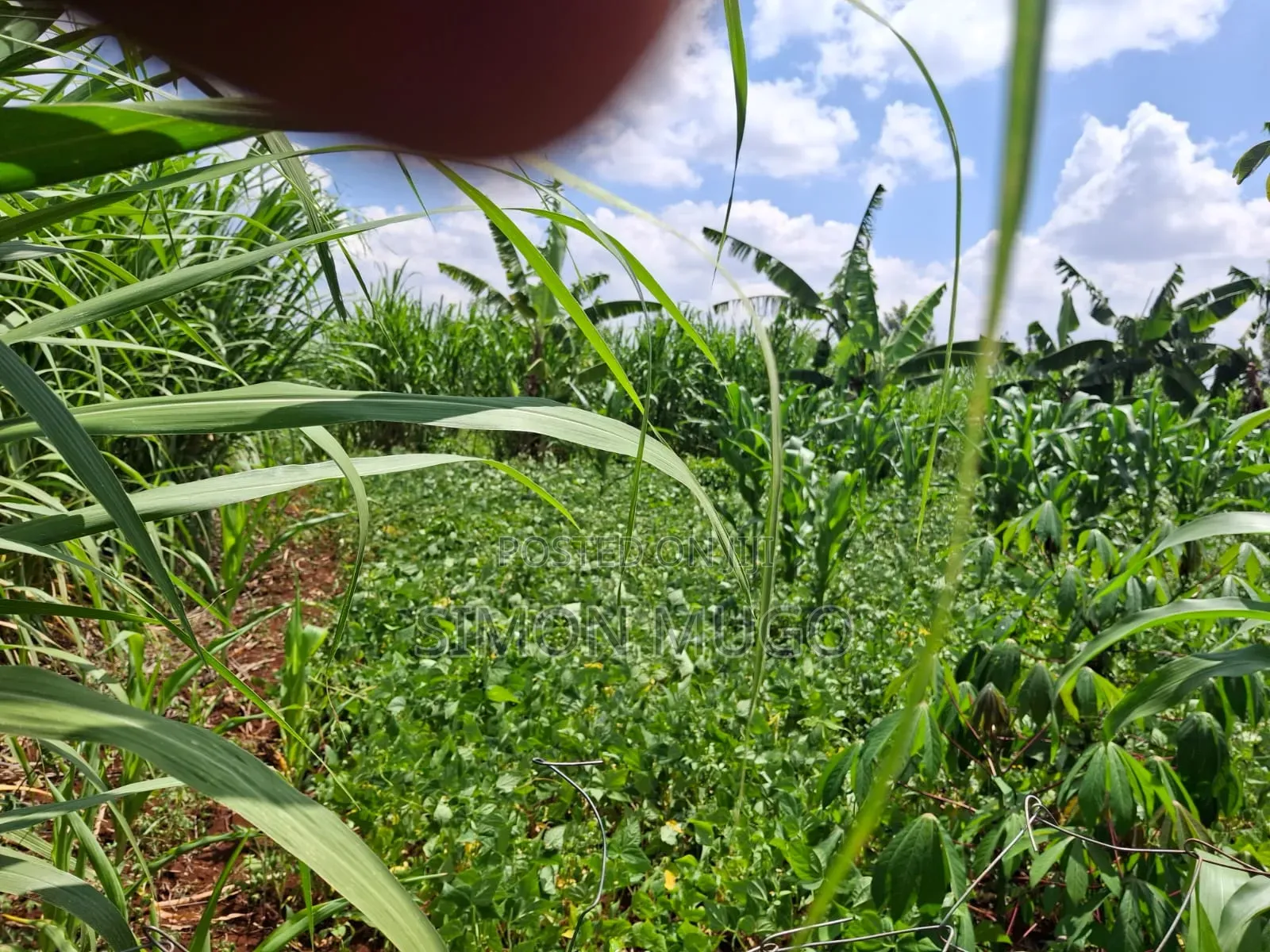 Kiahuria Tora Off Bob Harris Road Prime 1/4 Acre in Mangu