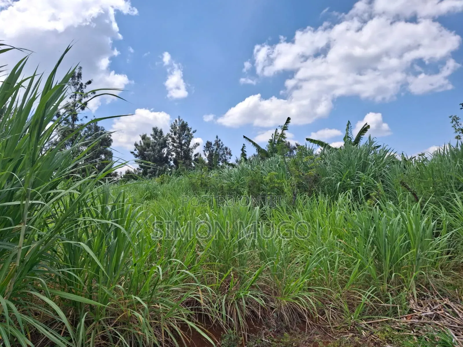 Kiahuria Tora Off Bob Harris Road Prime 1/4 Acre in Mangu