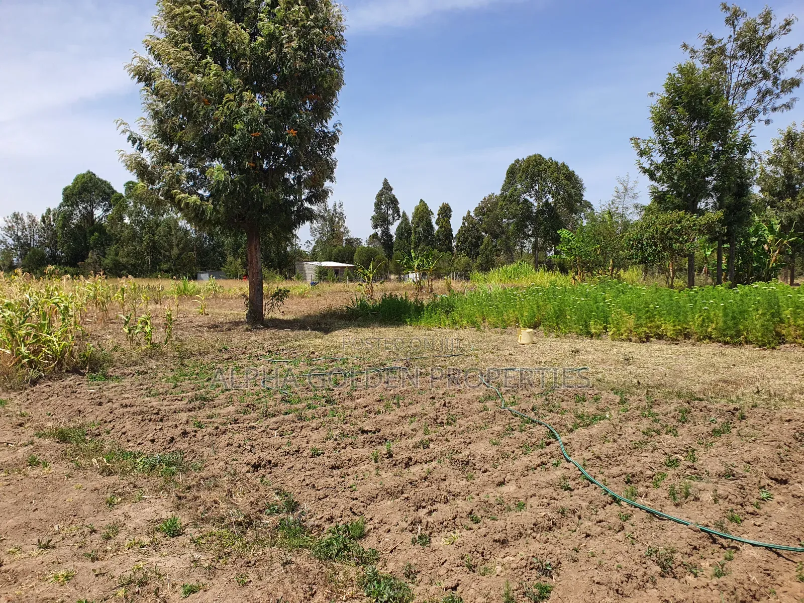 Half Acre in Gakawa in Nanyuki