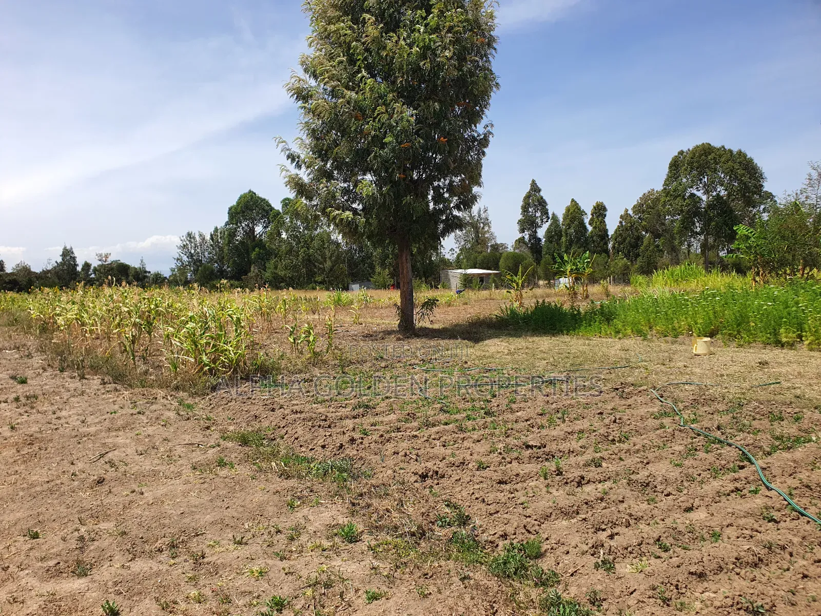 Half Acre in Gakawa in Nanyuki