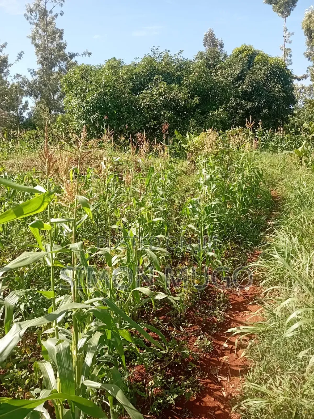 Maragua Summary Prime 14ac Ideal for Town Houses, Avocado Farming Etc in Ichagaki