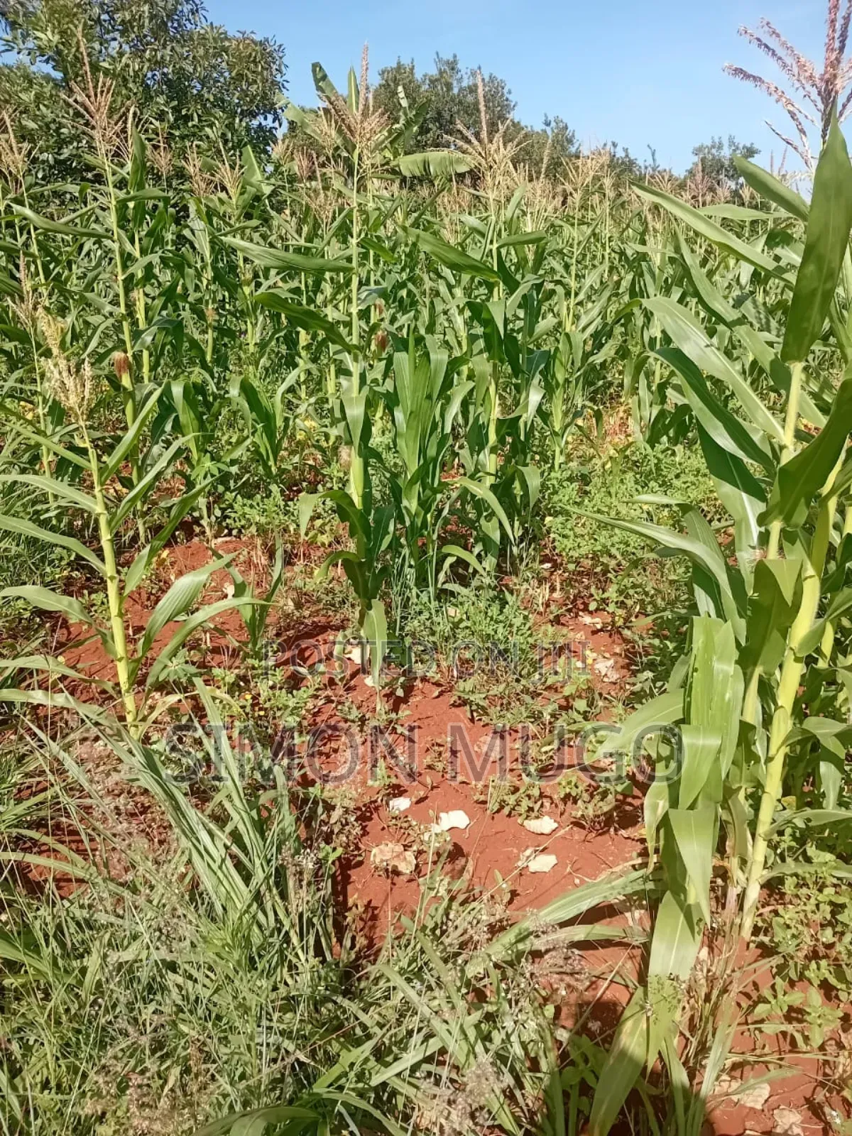 Maragua Summary Prime 14ac Ideal for Town Houses, Avocado Farming Etc in Ichagaki