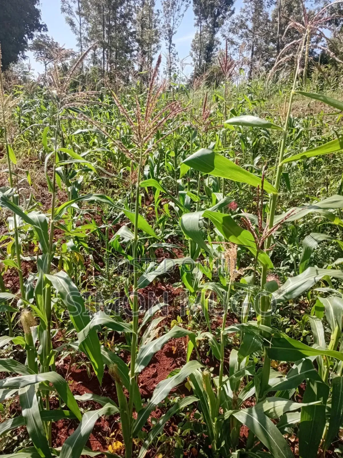 Maragua Summary Prime 14ac Ideal for Town Houses, Avocado Farming Etc in Ichagaki