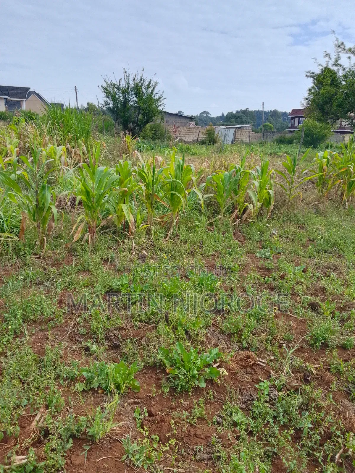 3 Acre Murengeti, Limuru in Bibirioni