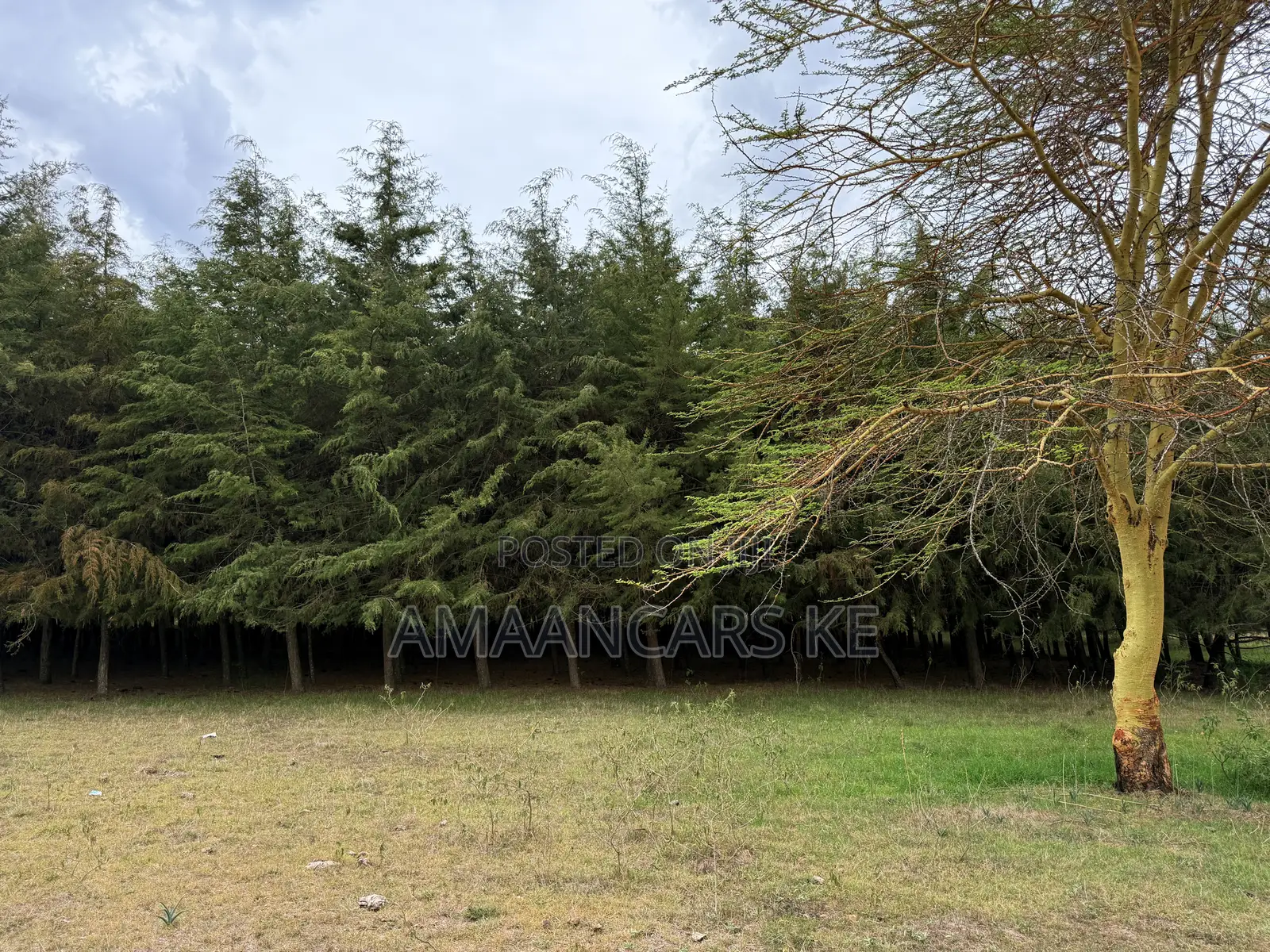 19-Acre Gorgeous Green Farm – 12km From Narok Town in Narok Town