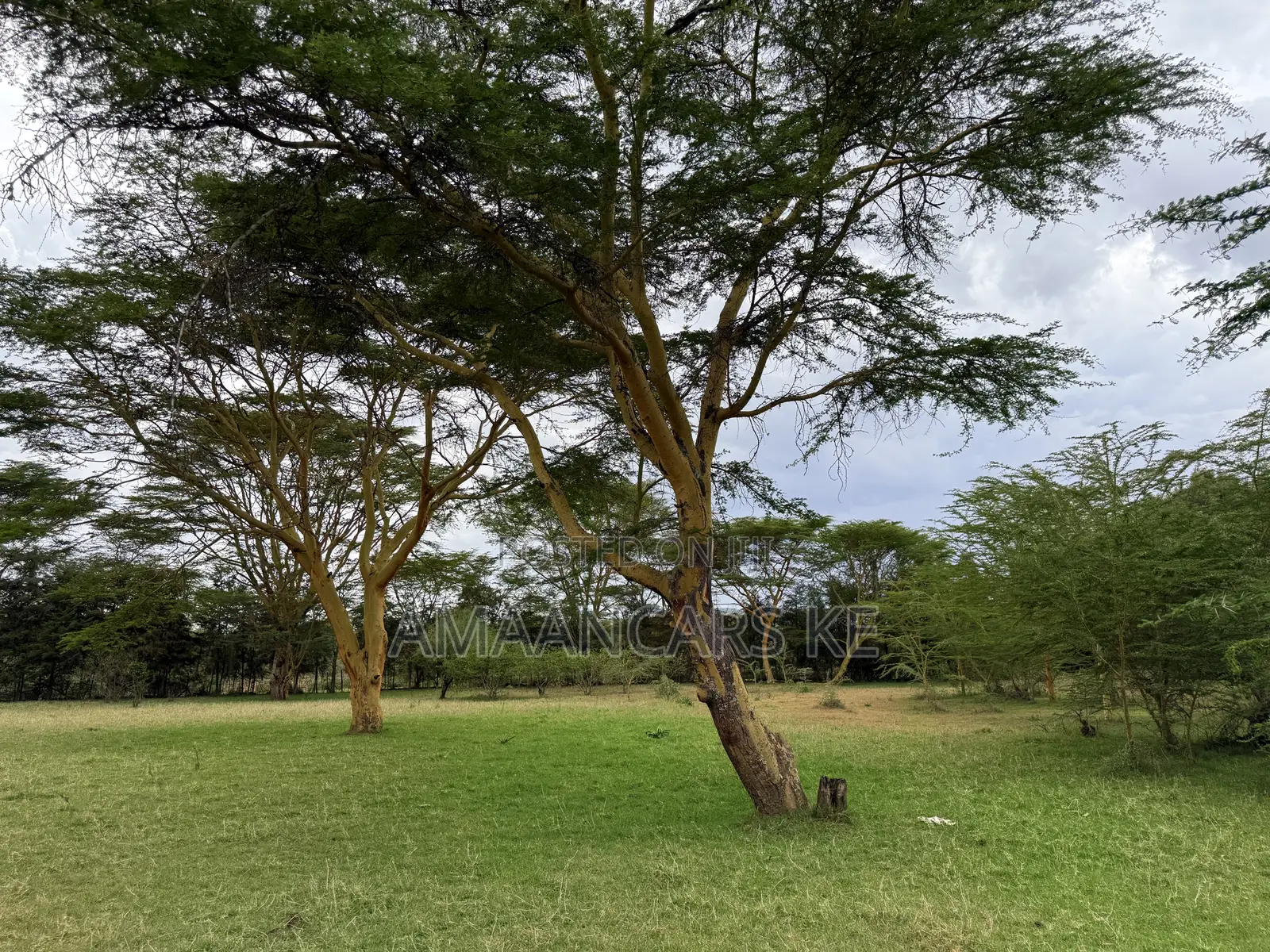 19-Acre Gorgeous Green Farm – 12km From Narok Town in Narok Town