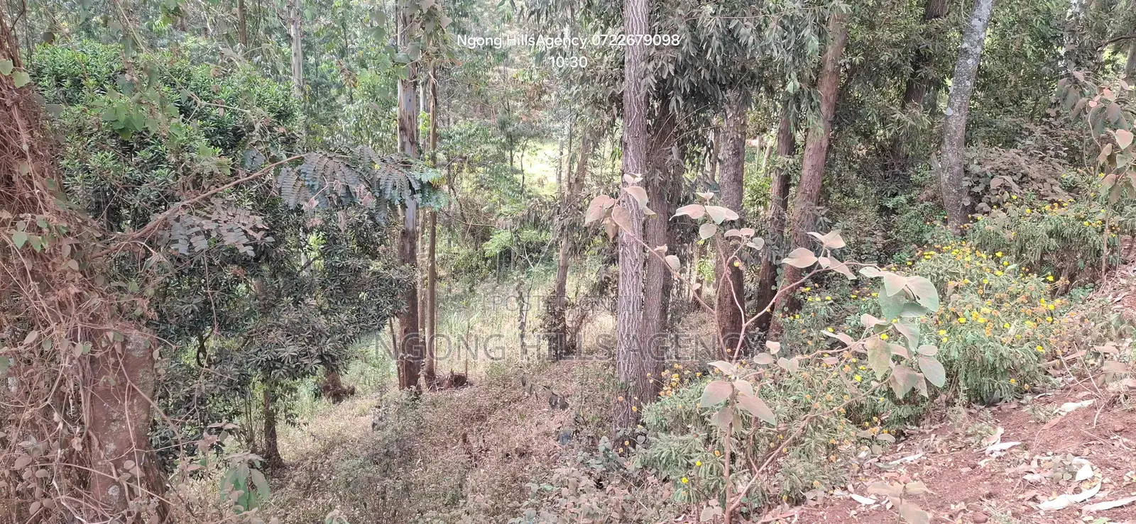 Prime 1-Acre Land for Sale: Kahara Road, Ngong in Matasia