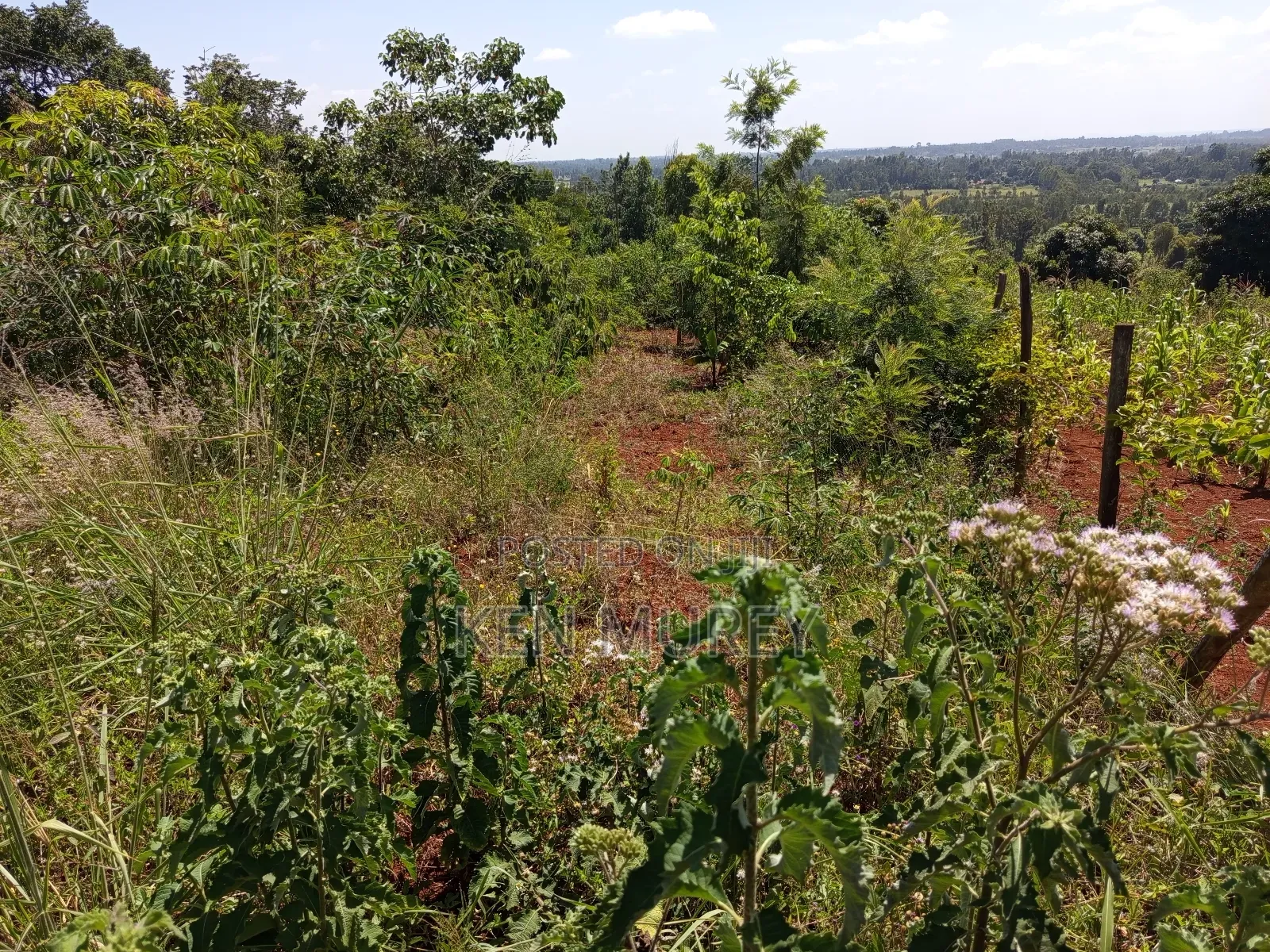 50x100 Sagana Plot in Kiine