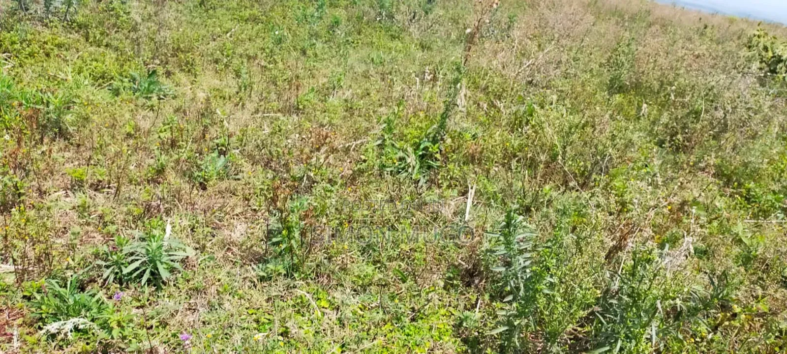 Nyandarua Ngorika Prime Agricultural 500 Acres in Central Ndaragwa