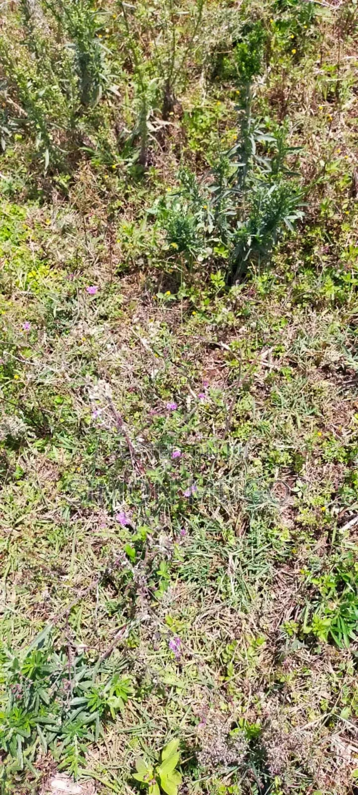 Isinya 72 Acres Ideal for Farming. It's Currently Under Irrigation in Isinya