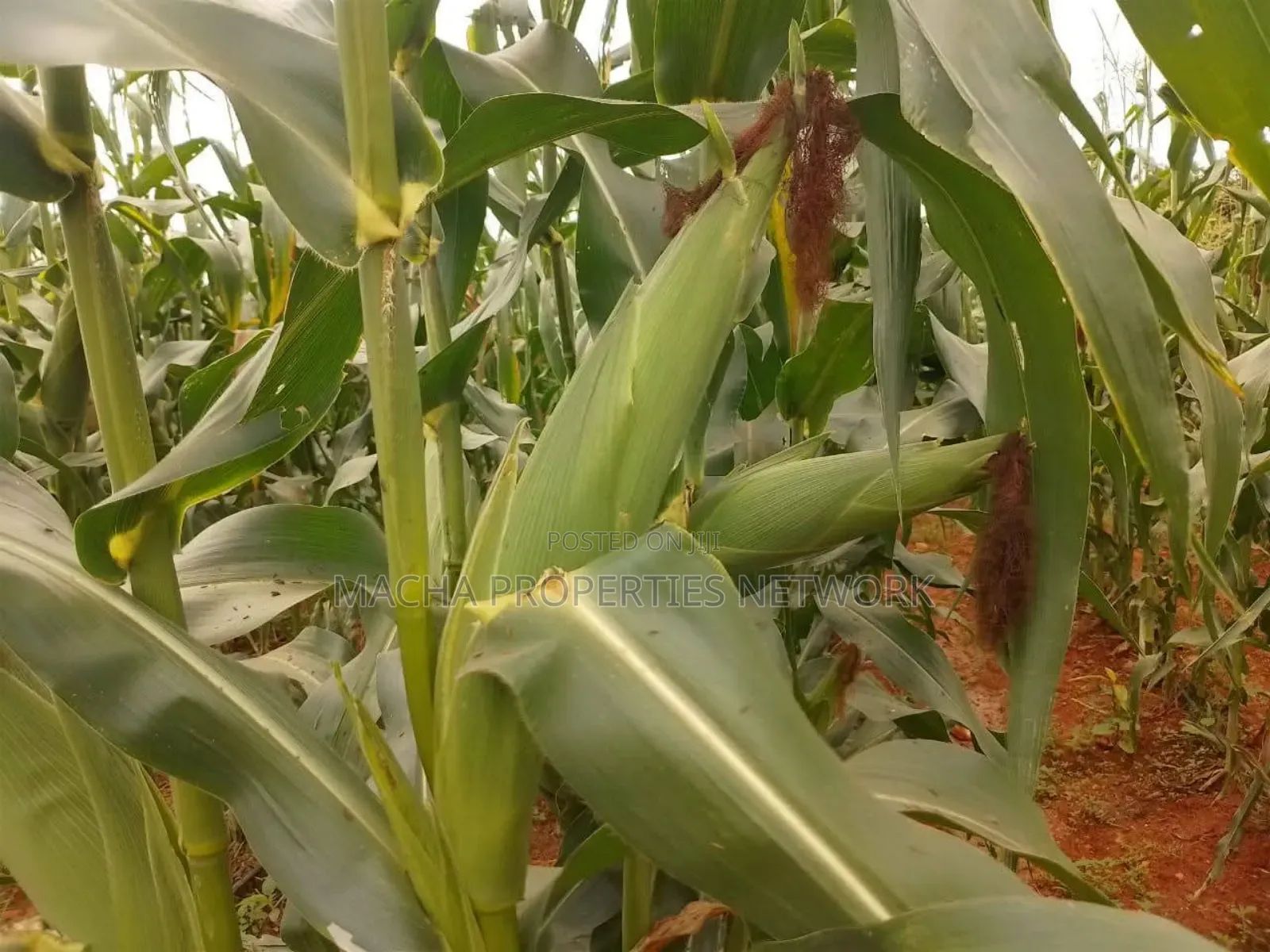 10 Acres For Sale Kibwezi -makueni Country in Makindu