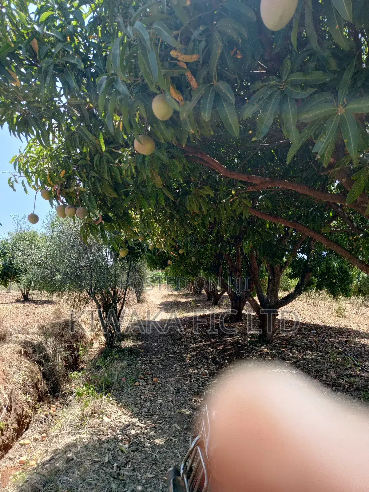 2 Acres in Kambiti for Mango Farming in Kambiti