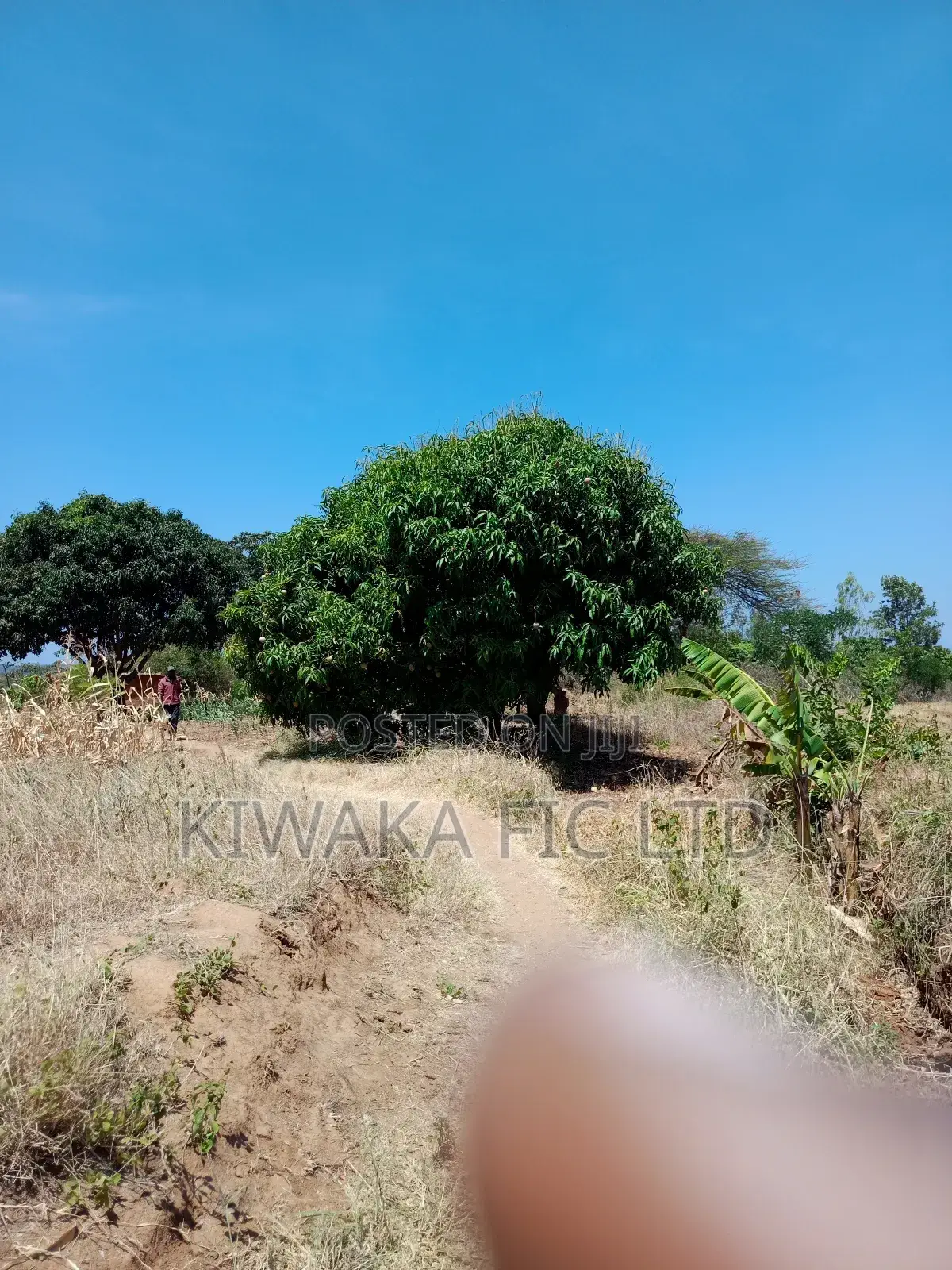 2 Acres in Kambiti for Mango Farming in Kambiti