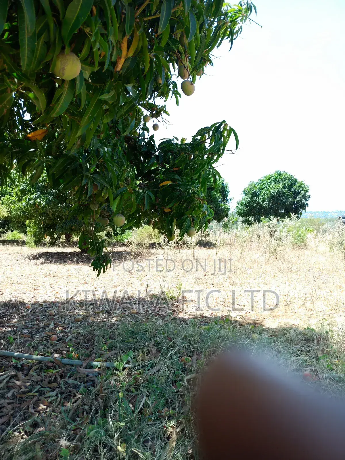 2 Acres in Kambiti for Mango Farming in Kambiti