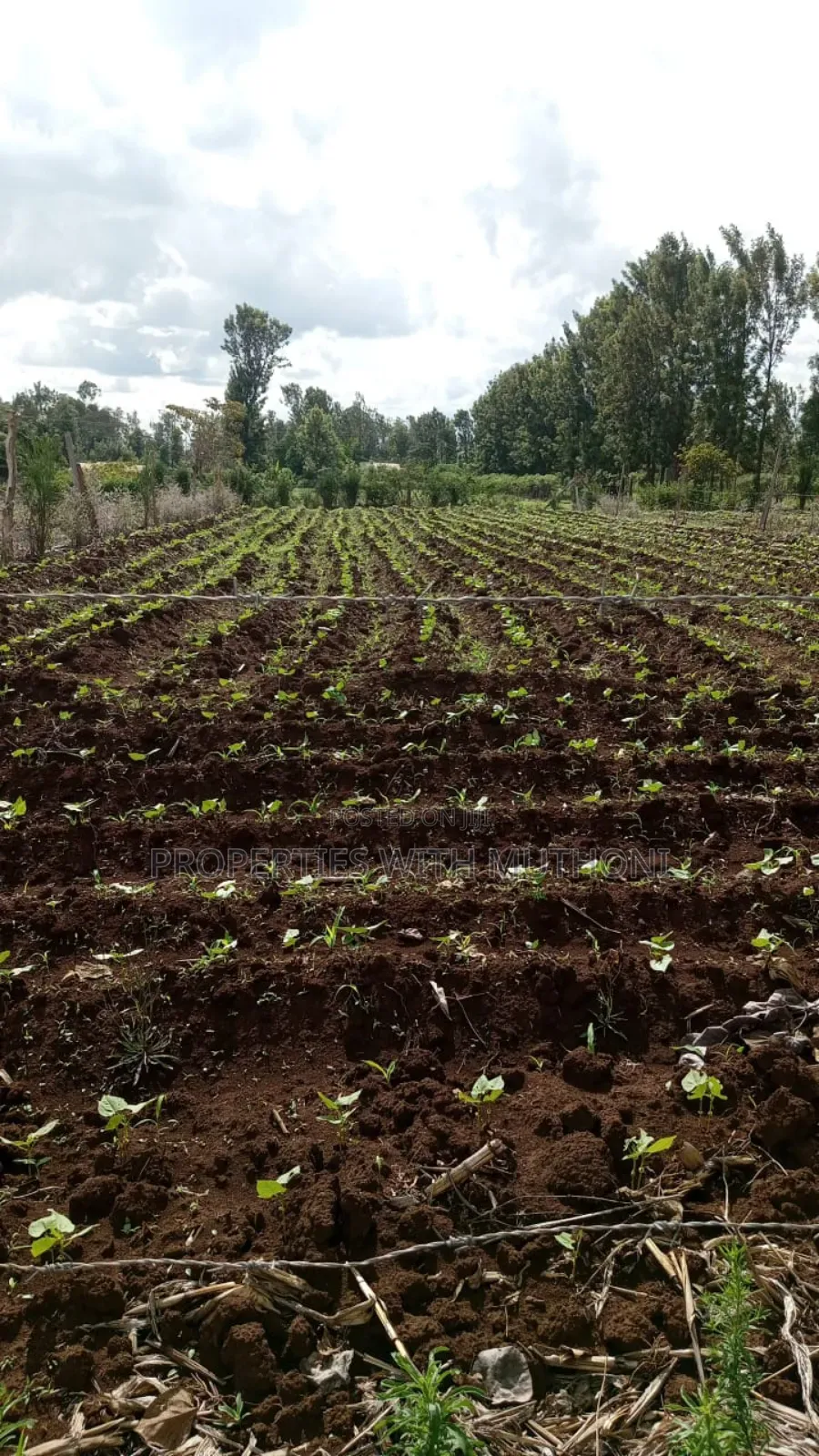 100×100 Plot for Sale in Gitoine,Kagio. in Mutithi