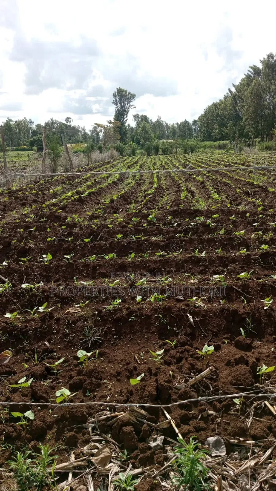 100×100 Plot for Sale in Gitoine,Kagio. in Mutithi