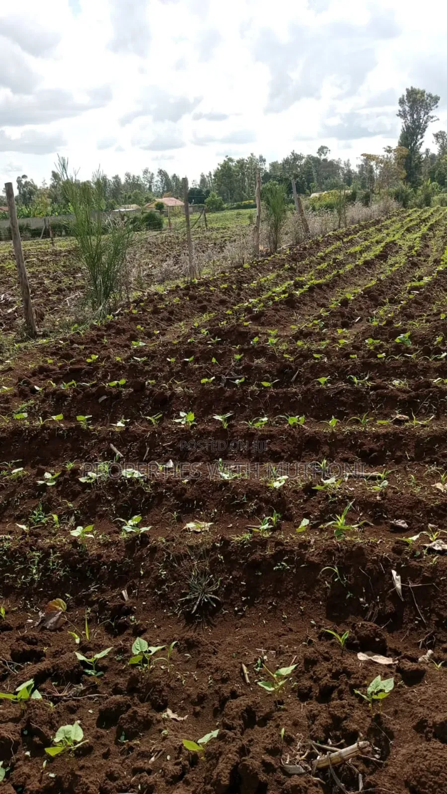 100×100 Plot for Sale in Gitoine,Kagio. in Mutithi