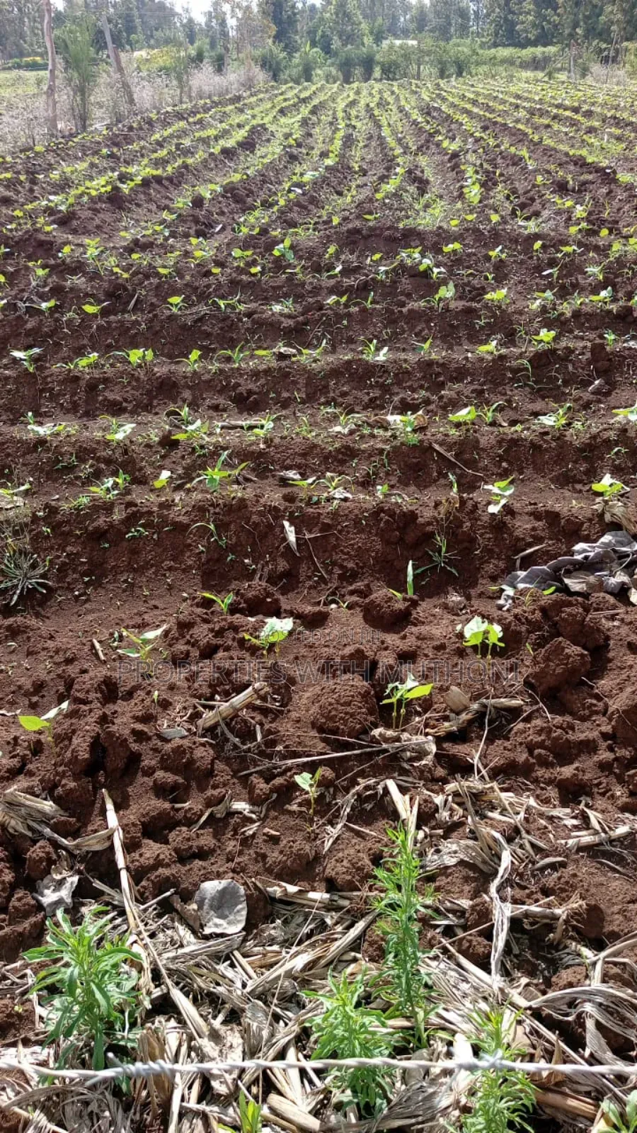 100×100 Plot for Sale in Gitoine,Kagio. in Mutithi
