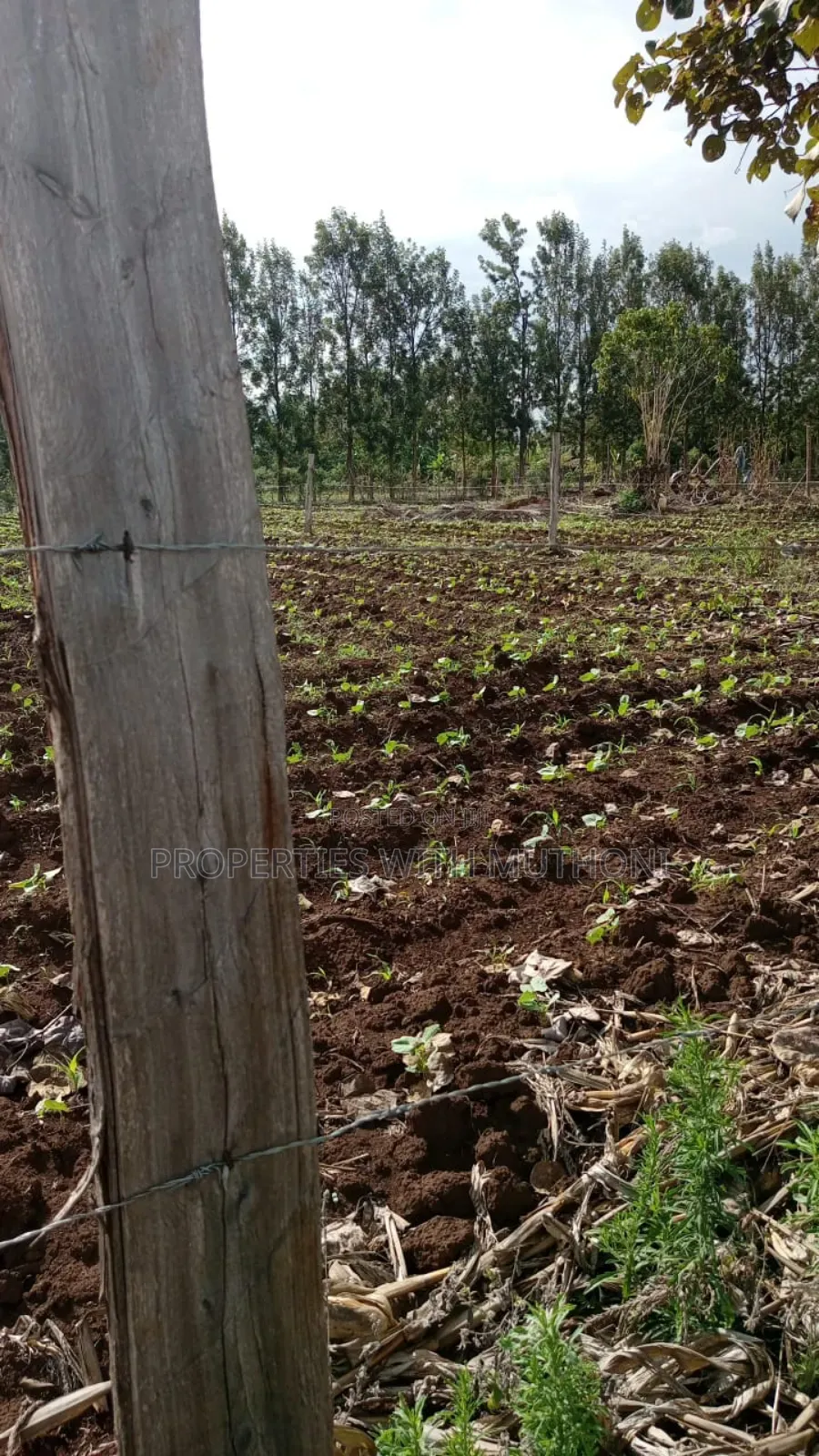100×100 Plot for Sale in Gitoine,Kagio. in Mutithi