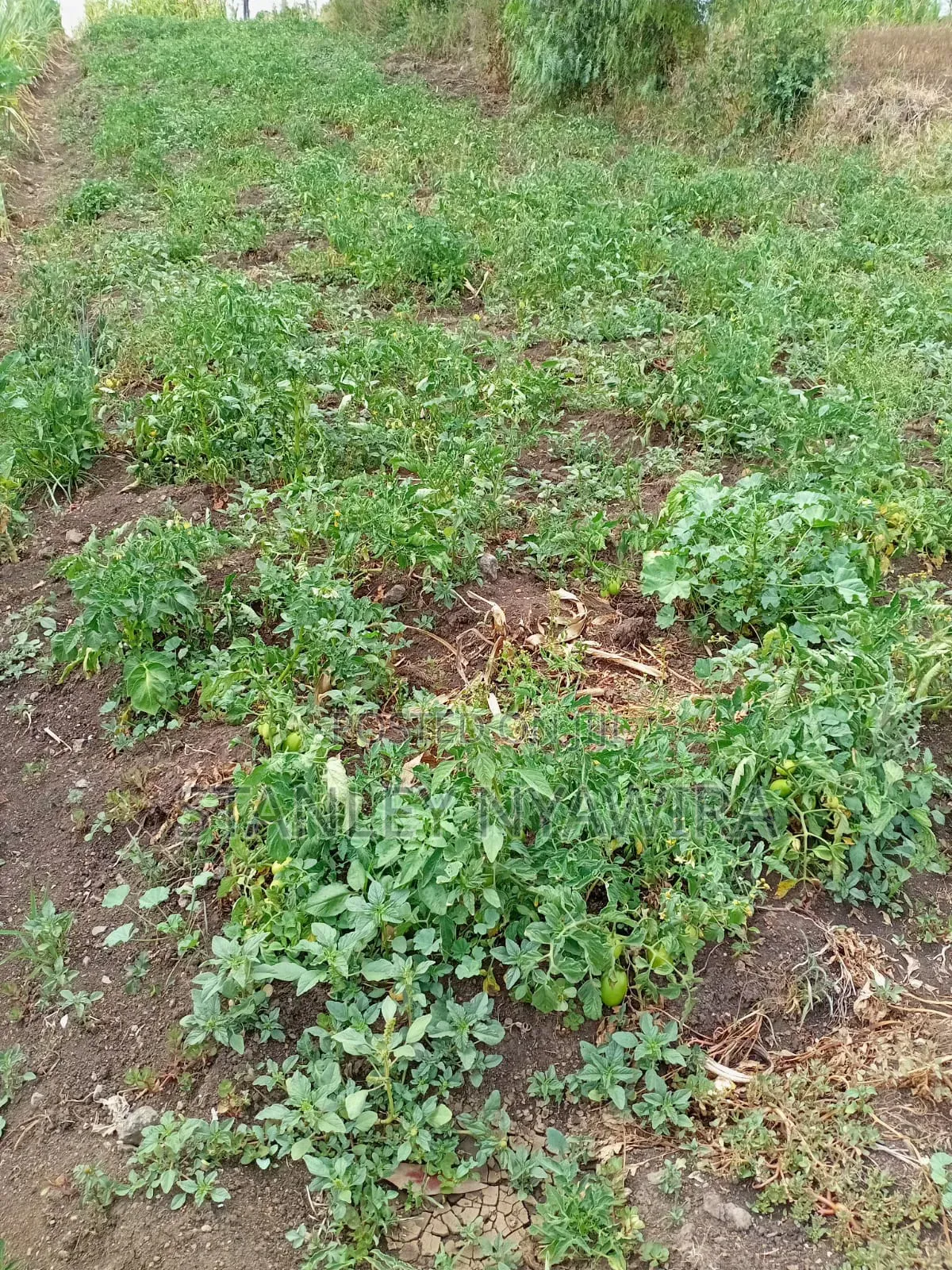 7 Acrea in Lussoi Near Narumoro via Nanyuki in Nanyuki