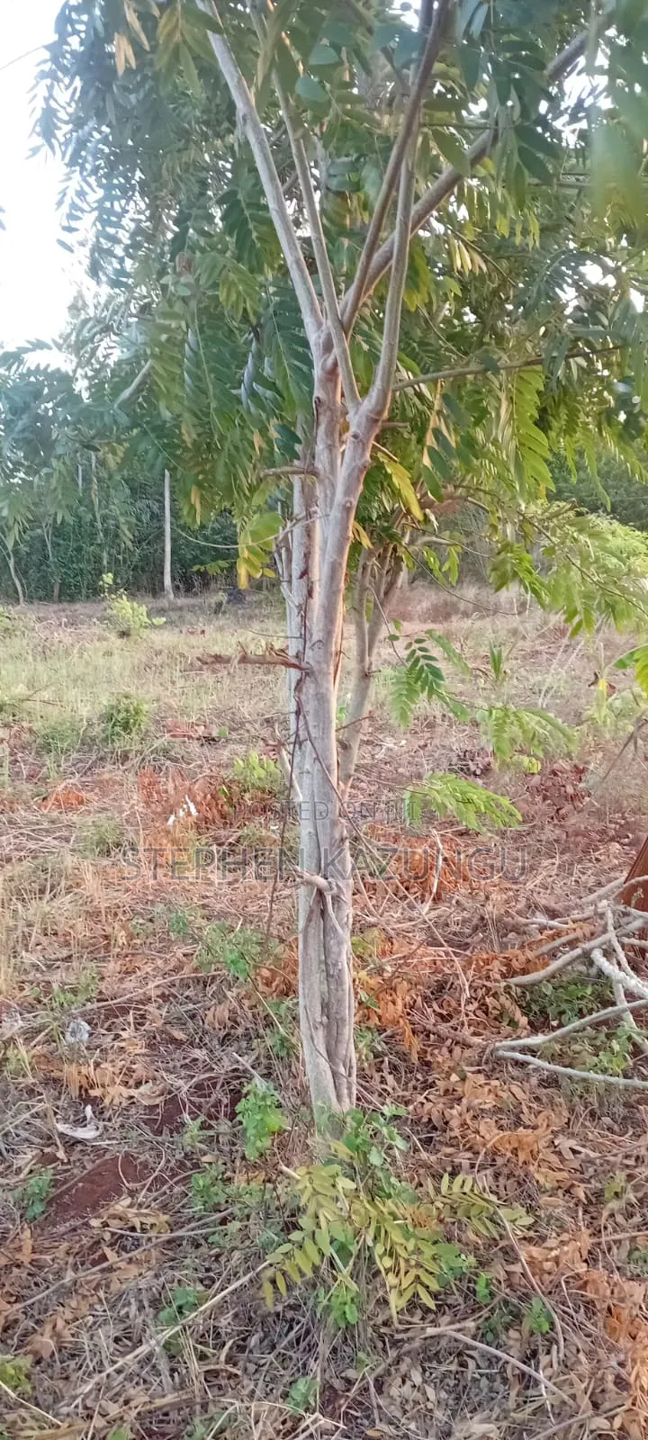 Golden 1/4 Acre Plot at Kinondo 100 Metres From the the Main Road. in Ukunda