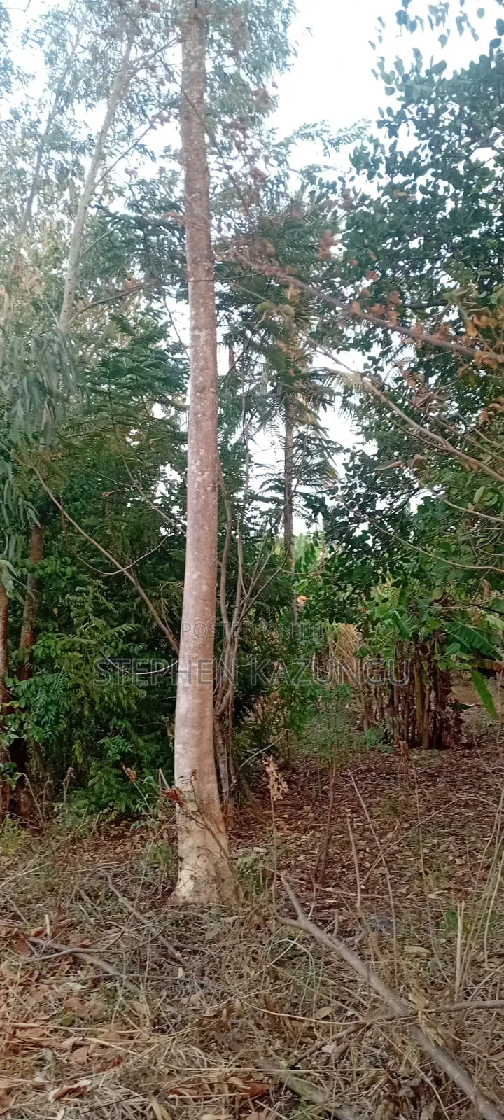 Golden 1/4 Acre Plot at Kinondo 100 Metres From the the Main Road. in Ukunda