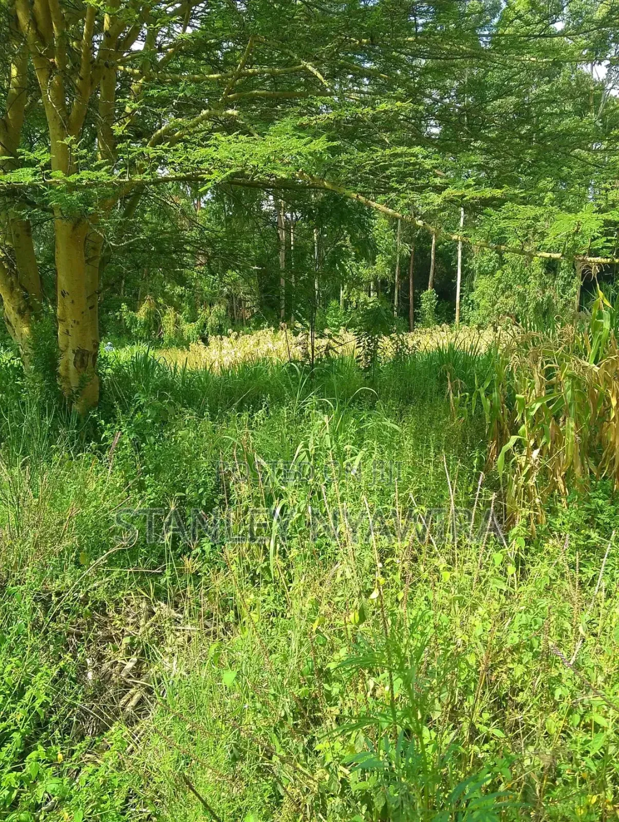 10 Acreas Fronting River Nanyuki On Sale in Laikipia East