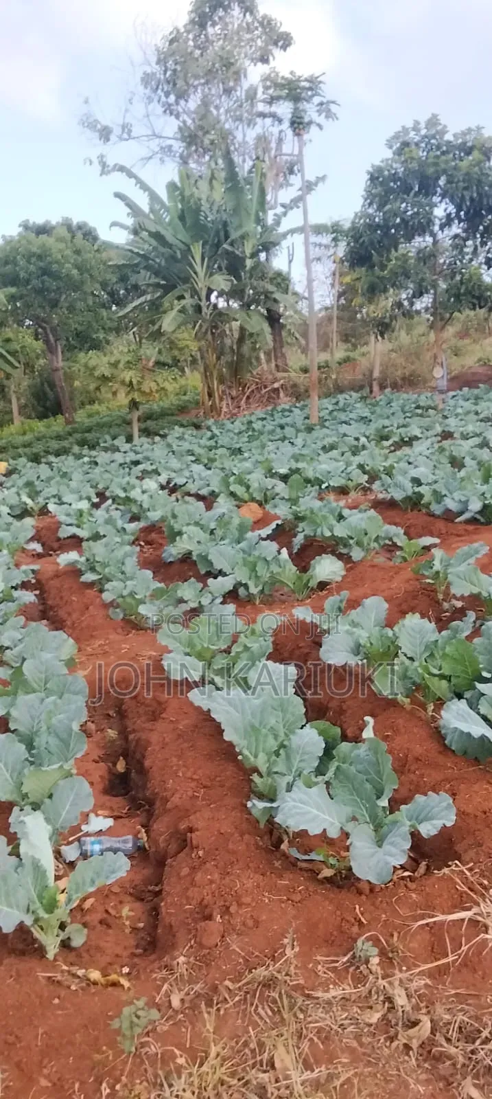 14 Acres of Land in Embu Donbosco Area Good for Farming and Retirement in Central Ward