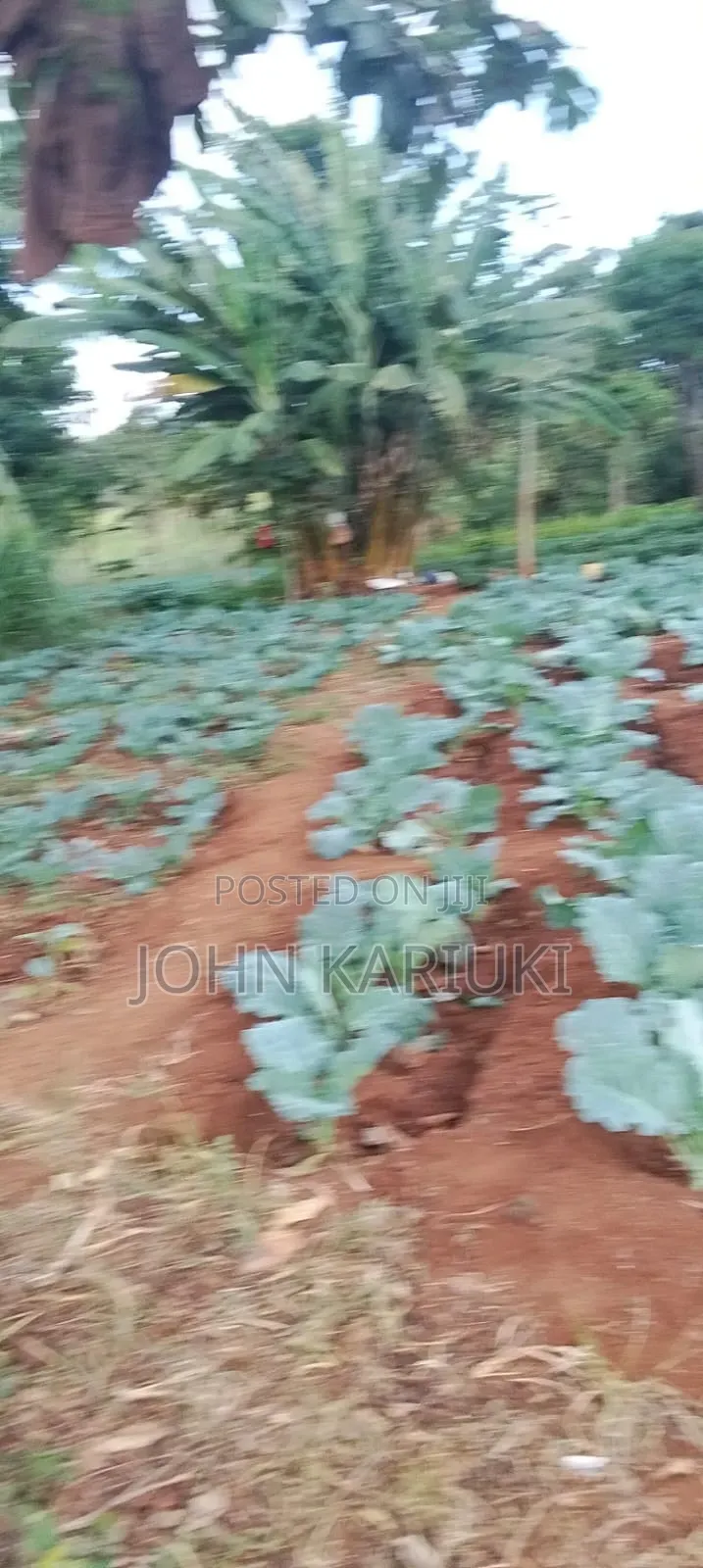 14 Acres of Land in Embu Donbosco Area Good for Farming and Retirement in Central Ward