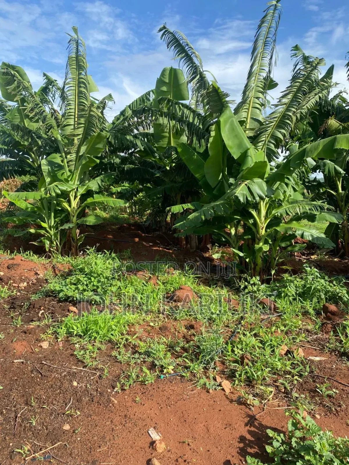 50 Acres of Land in Embu Mbeere North Touching the River Good Area in Kiambere