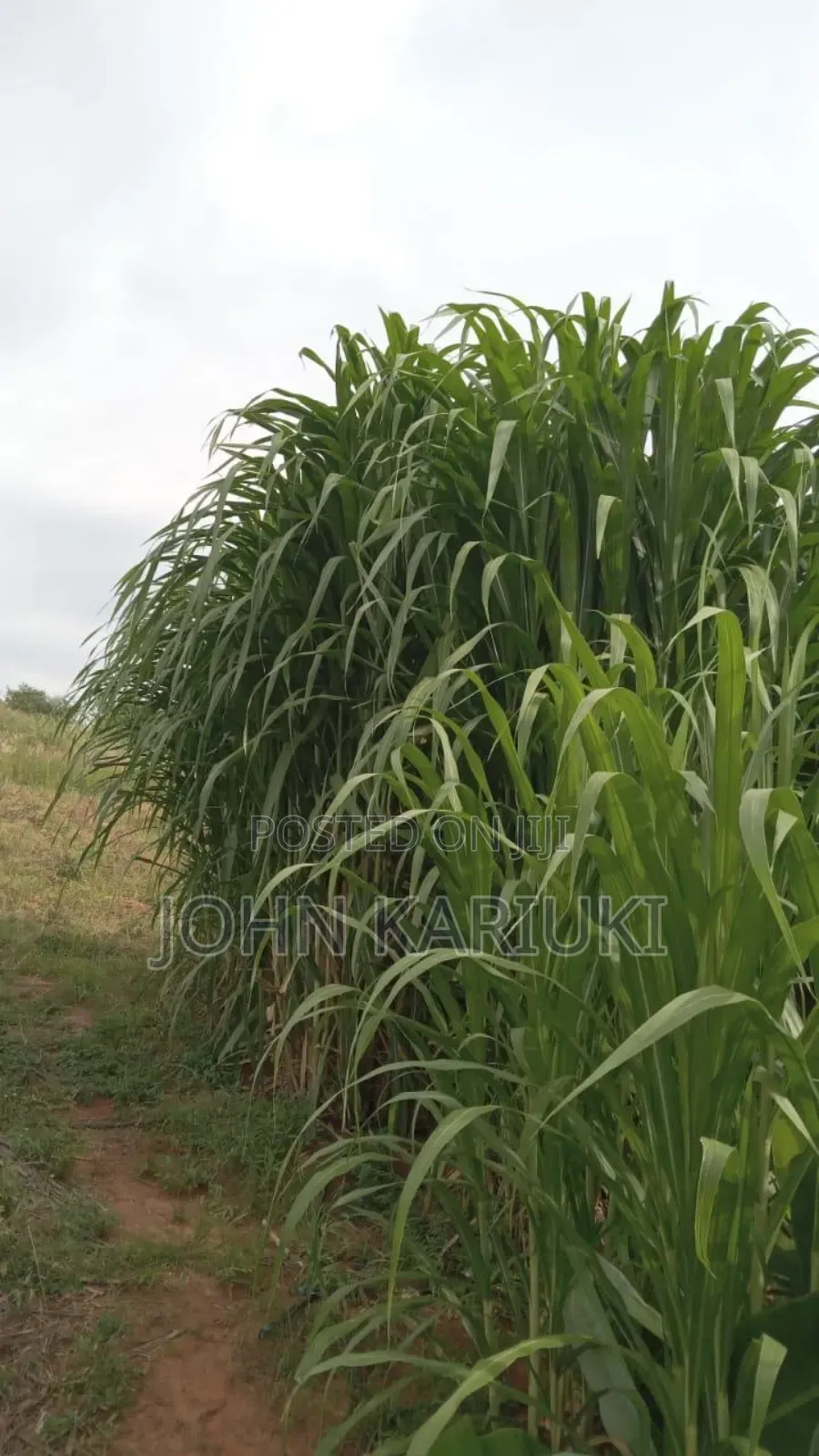 50 Acres of Land in Embu Mbeere North Touching the River Good Area in Kiambere