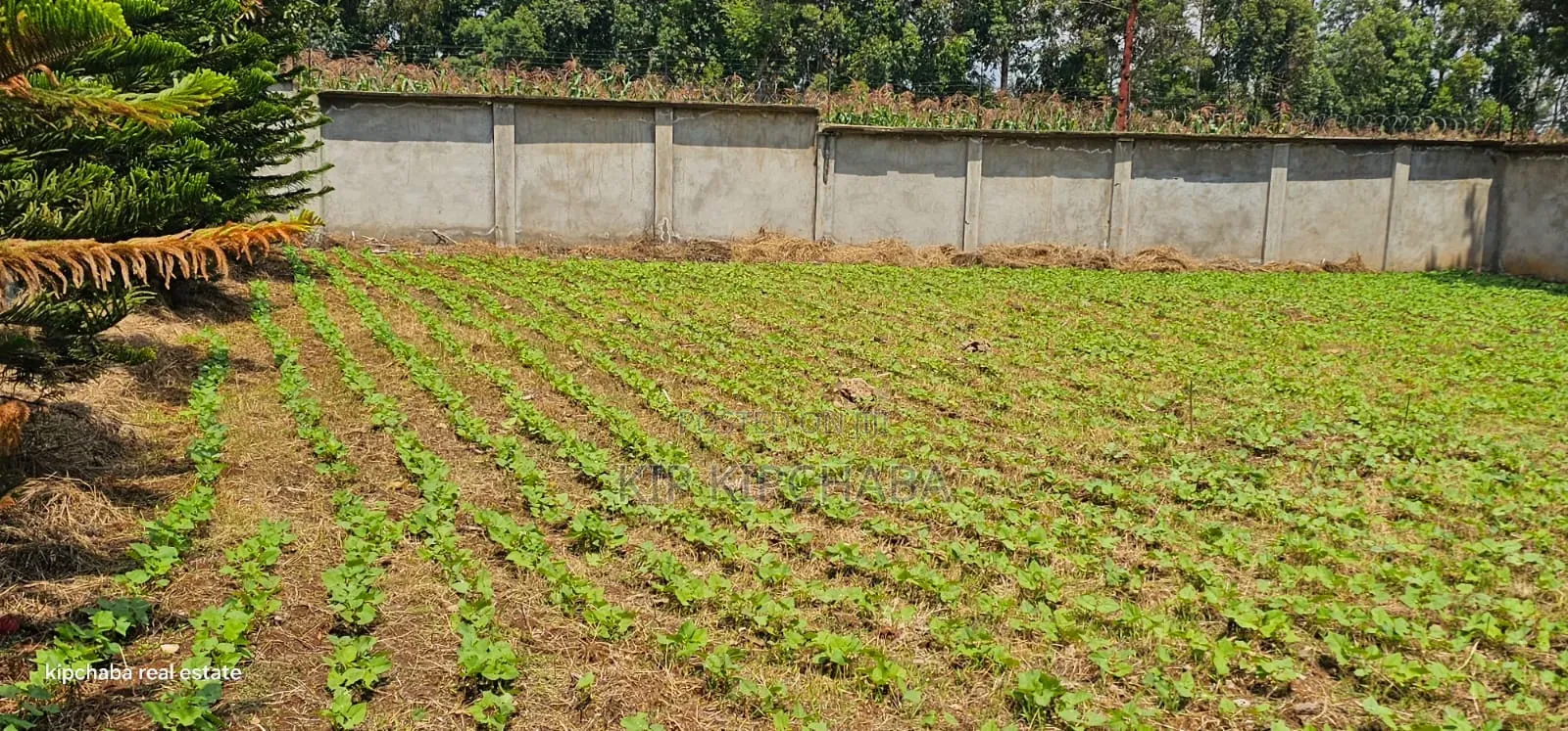 Commercial C1⁄4 Plot With Perimetre Wall for Sale Annex in Elgon View