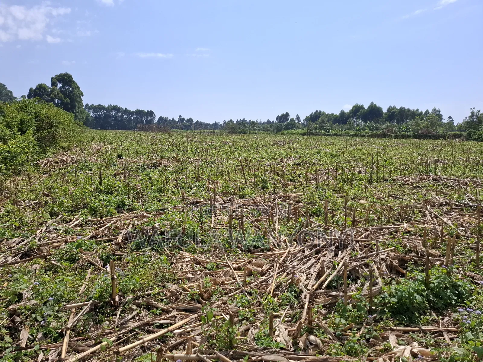12 Acres Misikhu in Misikhu
