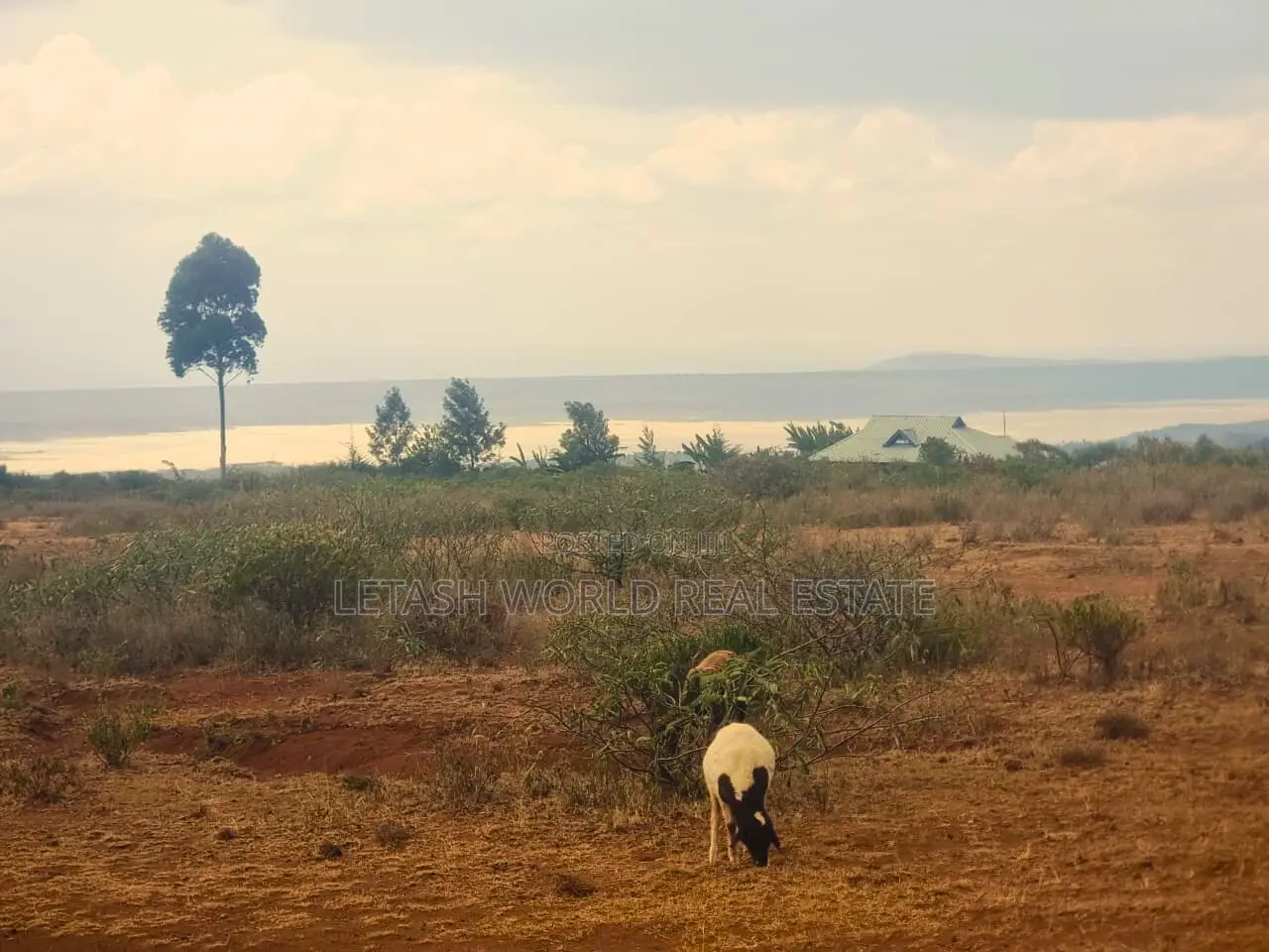 Affordable Plots in Kikopey 50 by 100 in Gilgil