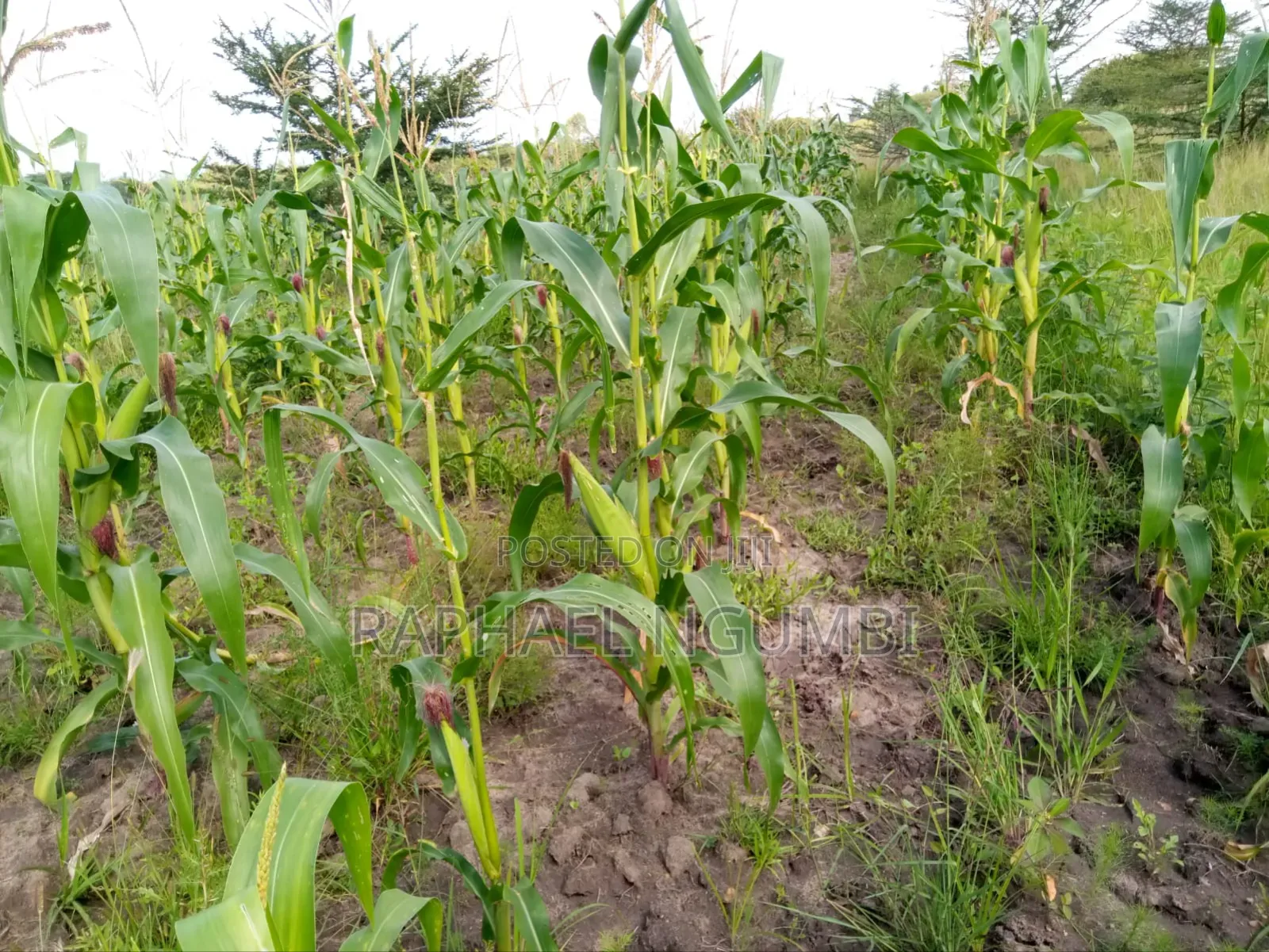 100*100 (Quarter Acre) at Machakos Kenol Mitamboni in Machakos Town