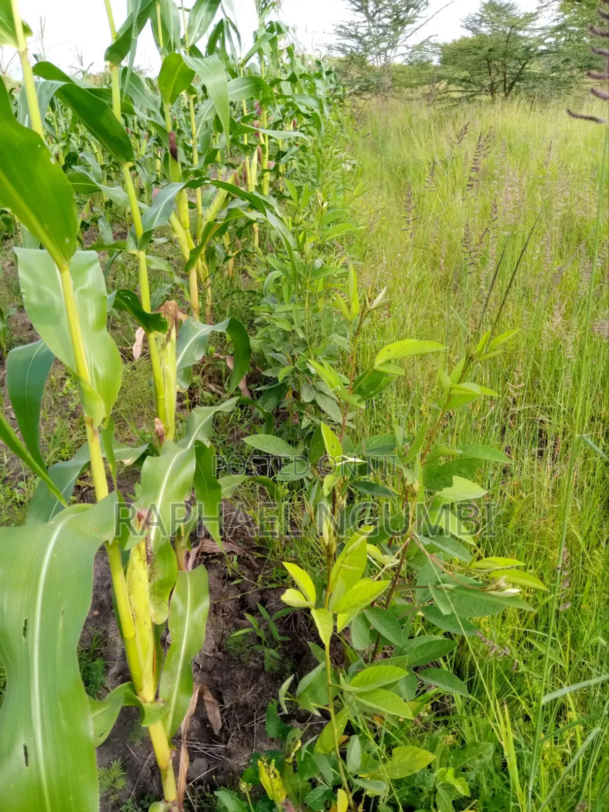 100*100 (Quarter Acre) at Machakos Kenol Mitamboni in Machakos Town