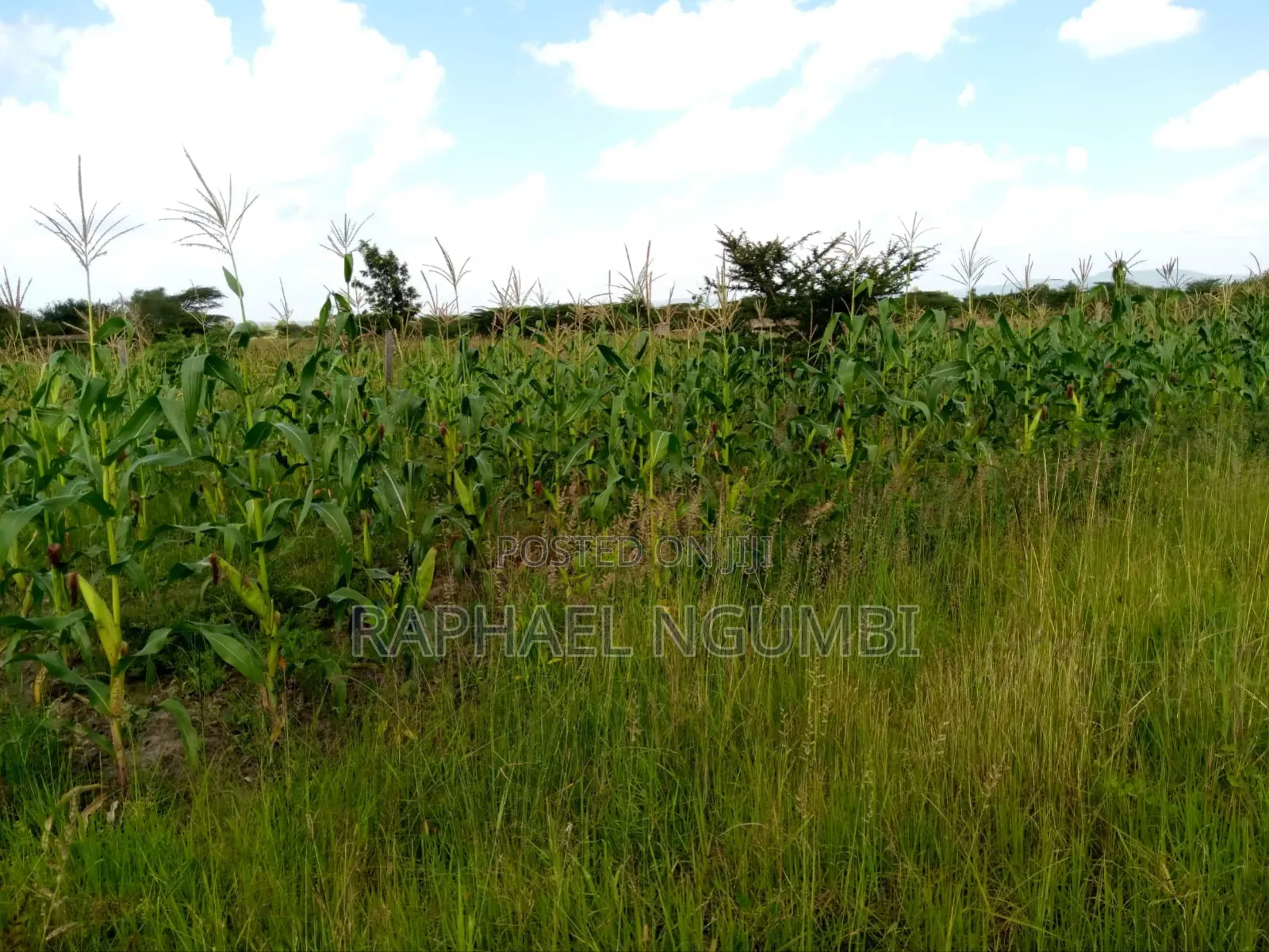 100*100 (Quarter Acre) at Machakos Kenol Mitamboni in Machakos Town