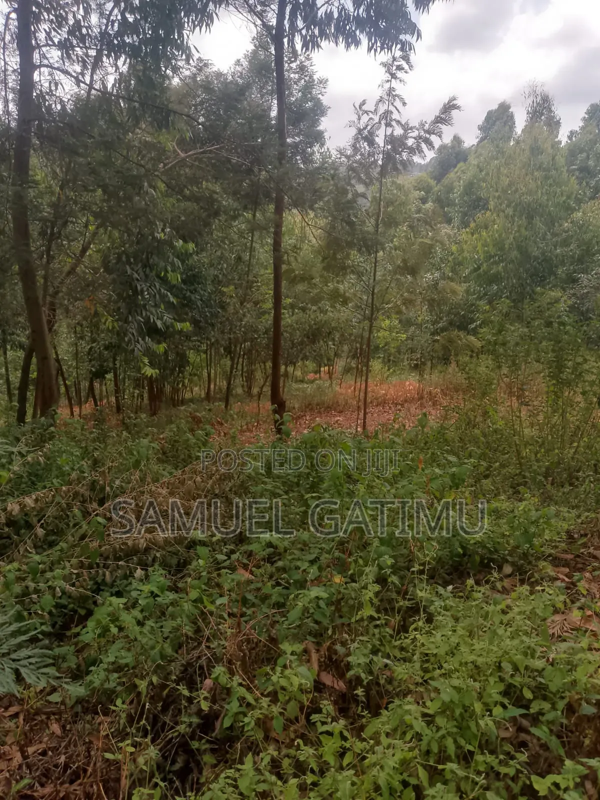 100/100 Plot for Sale Njoro Banana Kiambu in Kiambaa