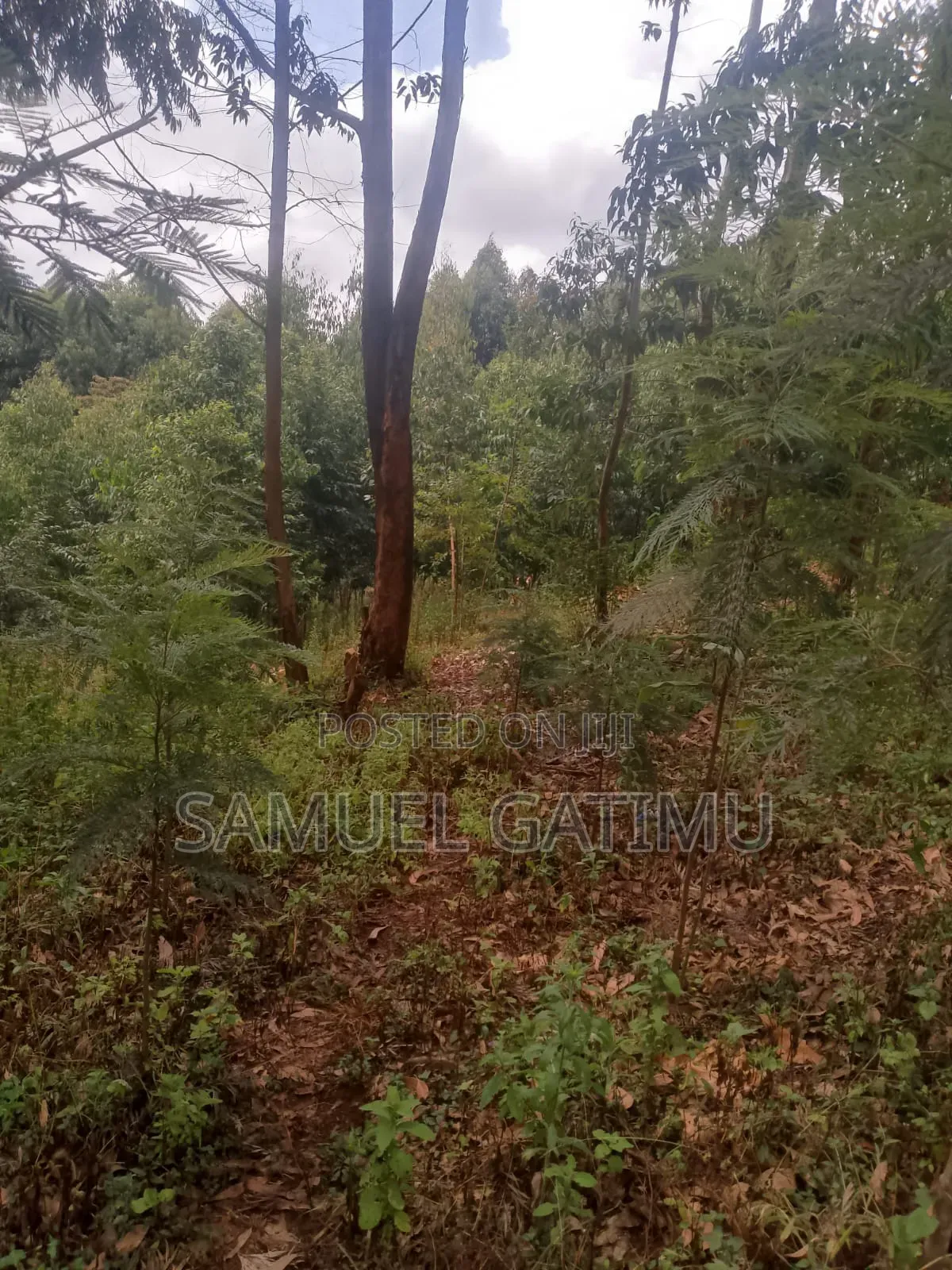 100/100 Plot for Sale Njoro Banana Kiambu in Kiambaa