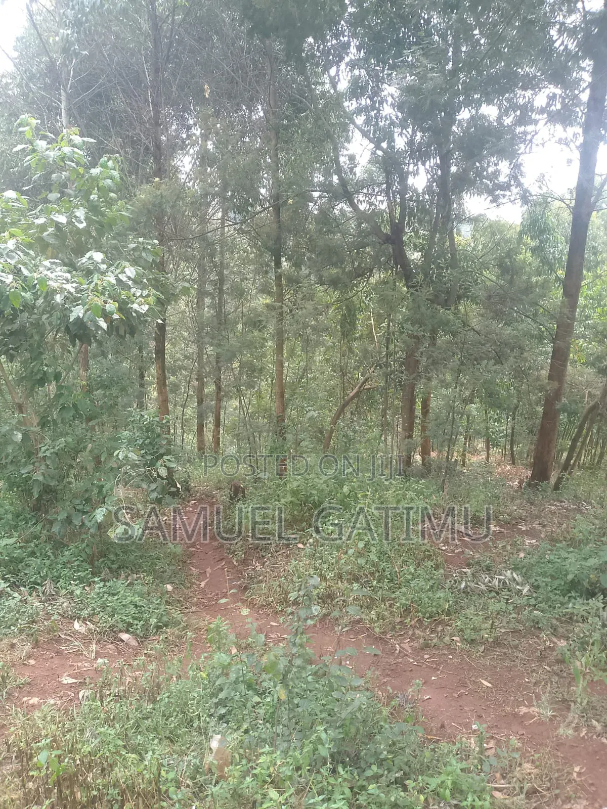 100/100 Plot for Sale Njoro Banana Kiambu in Kiambaa