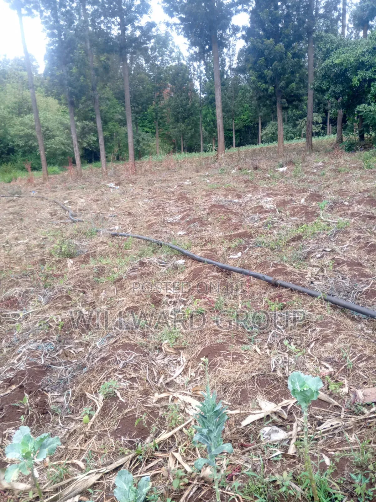 5 Acres Marua Nyeri in Nairobi Central