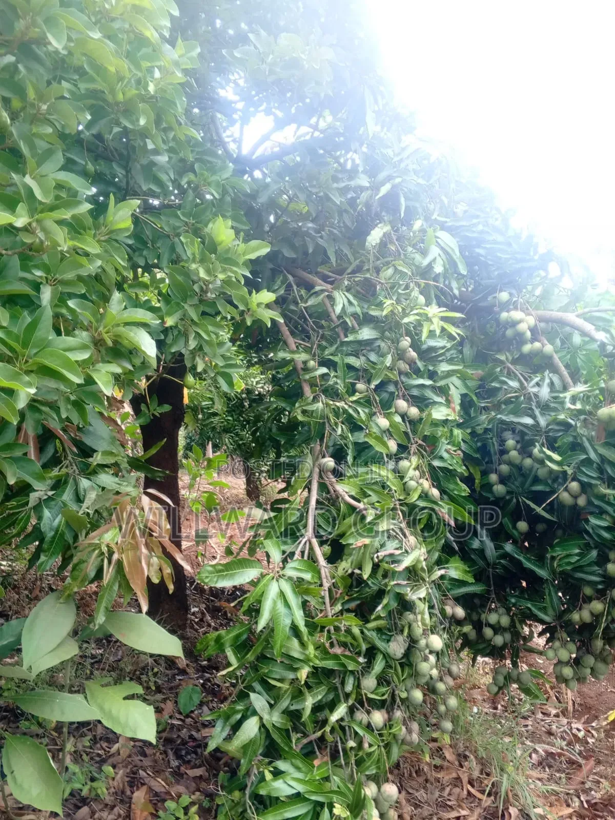 5 Acres Marua Nyeri in Nairobi Central