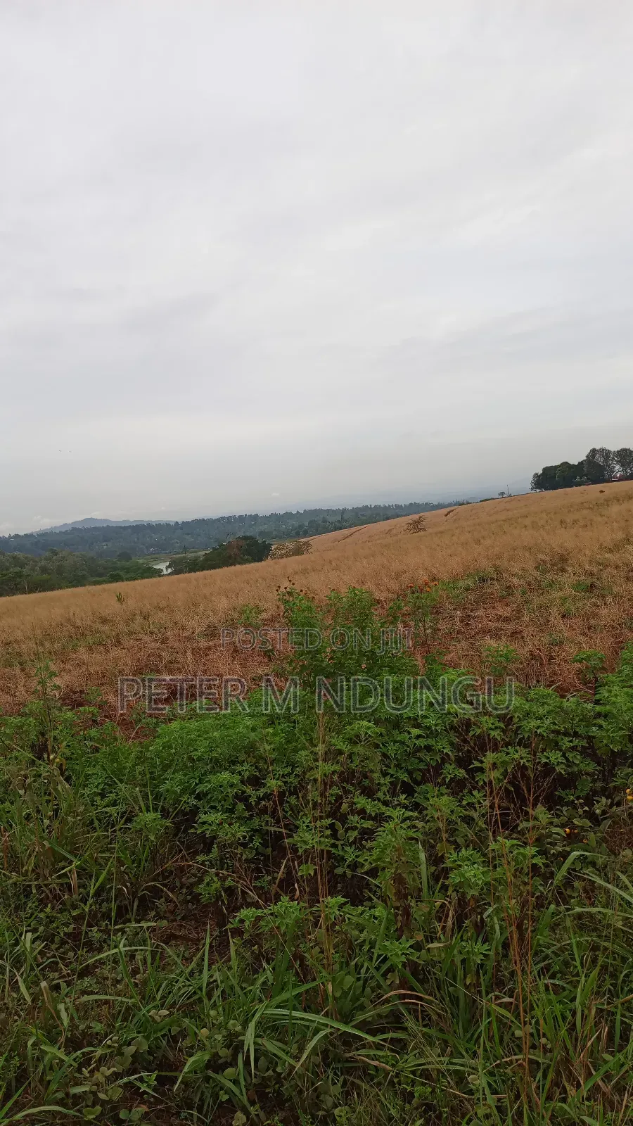 Prime Land on Sale 0.6072 Ha Neighbors Gretsa University, Makuyu in Makuyu