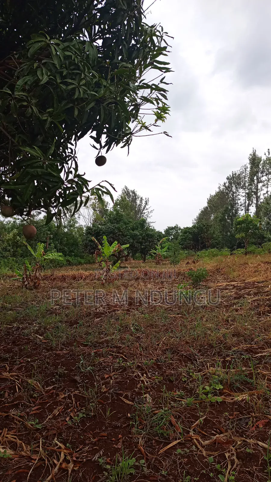Prime Land on Sale 0.6072 Ha Neighbors Gretsa University, Makuyu in Makuyu