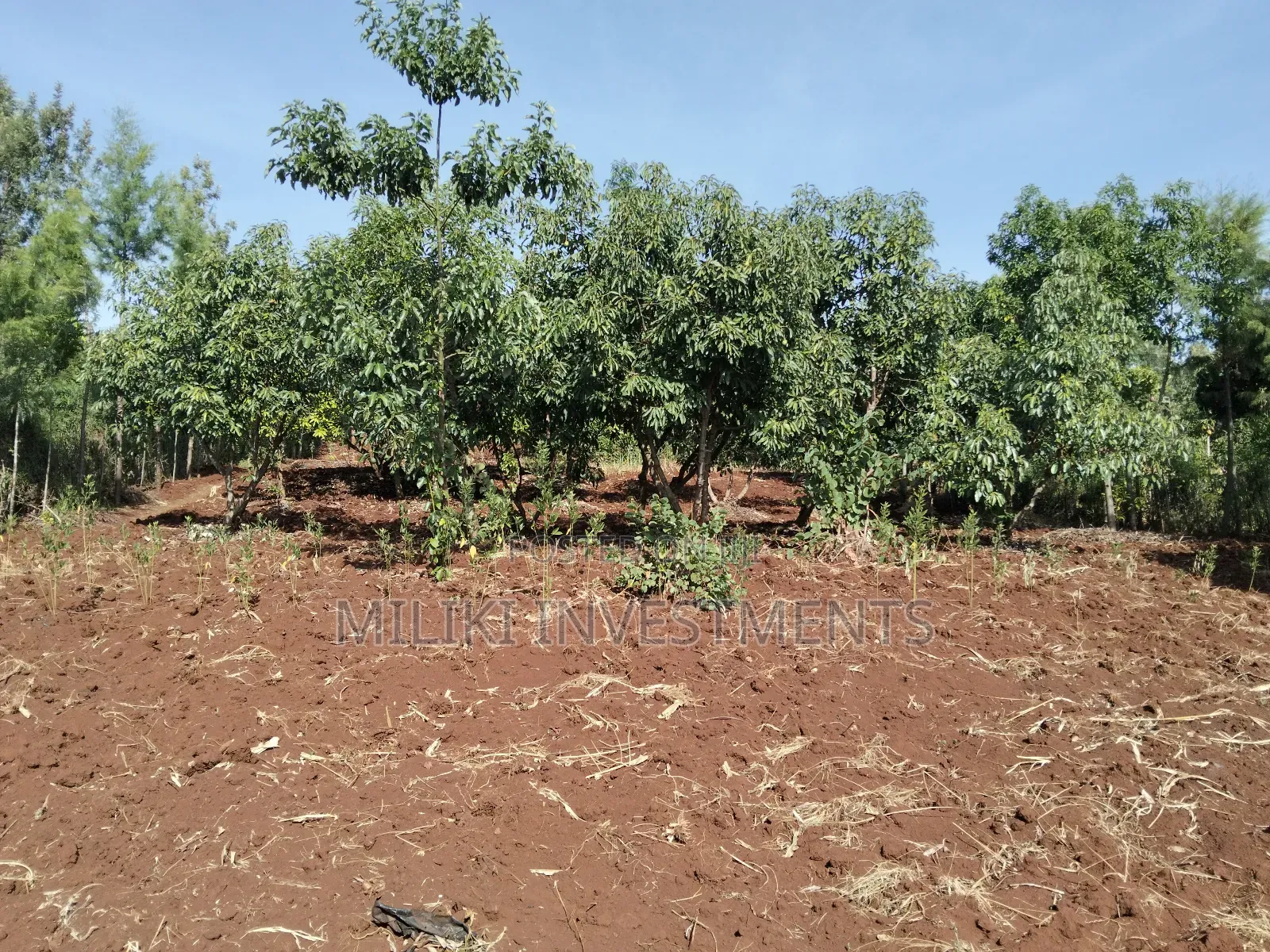 1.5 Acres on Sale at Sabasaba in Saba Saba