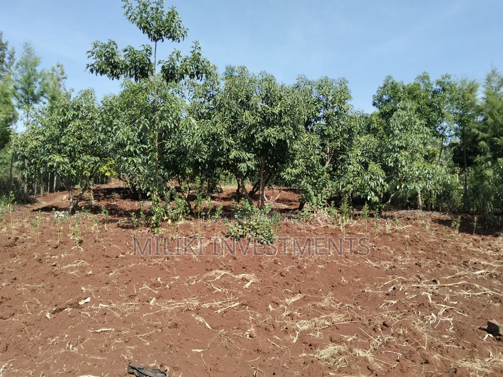 1.5 Acres on Sale at Sabasaba in Saba Saba