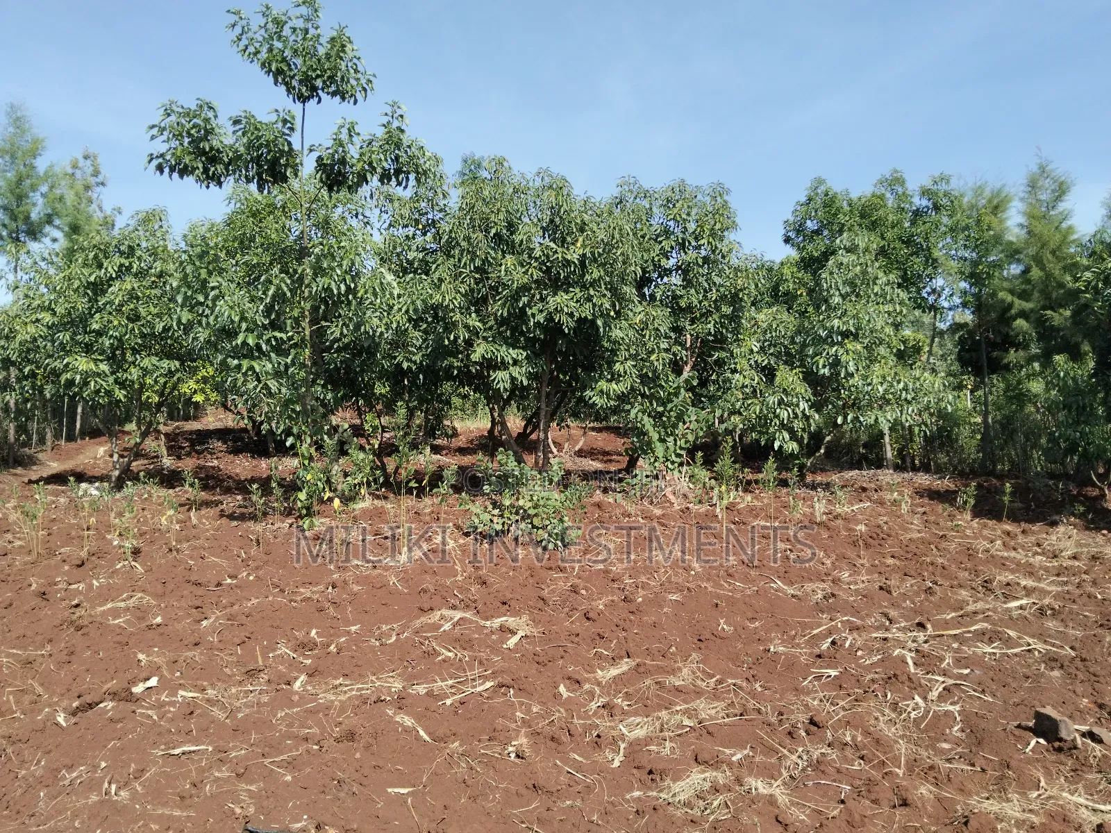 1.5 Acres on Sale at Sabasaba in Saba Saba