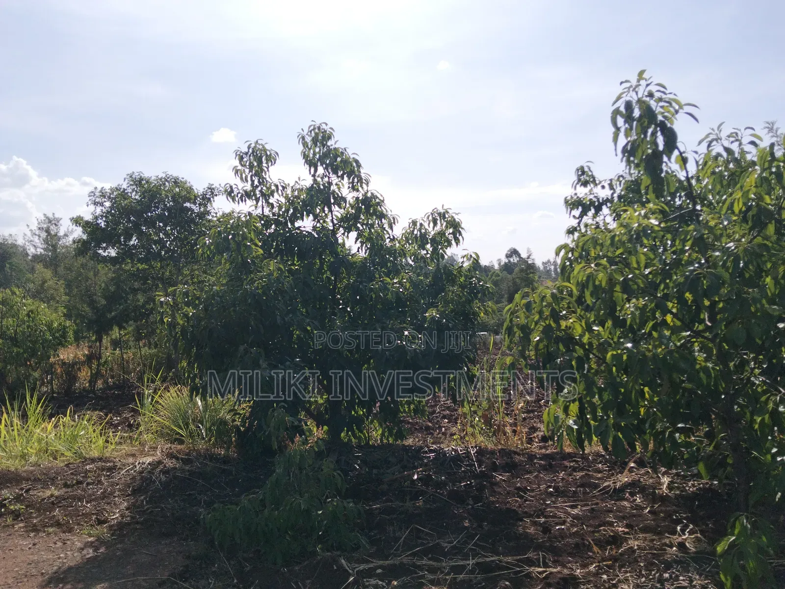 1.5 Acres on Sale at Sabasaba in Saba Saba