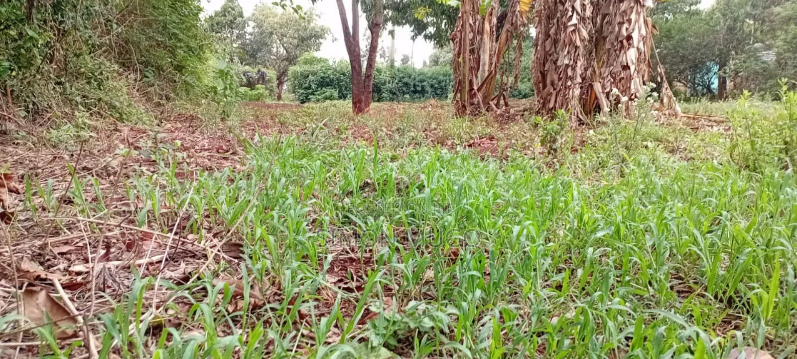 Lower Matasia Prime 100x100 Plot on Tarmac Road in Matasia