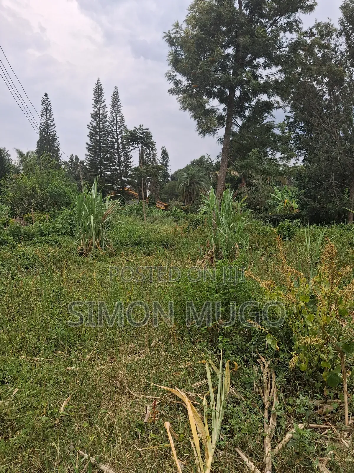 Muthithi Gardens Kiambu Road Prime Secure Serviced 1/2ac With Hedge in Kiambu / Kiambu 